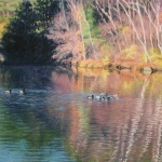 Ducks at Mink Brook, 17" x 22"